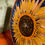Thumbnail: Sunflower