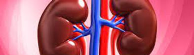 kidney.jpeg