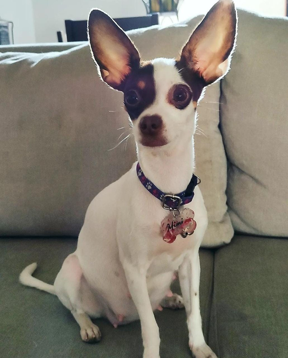 Miniatura: Placa identificadora para mascota