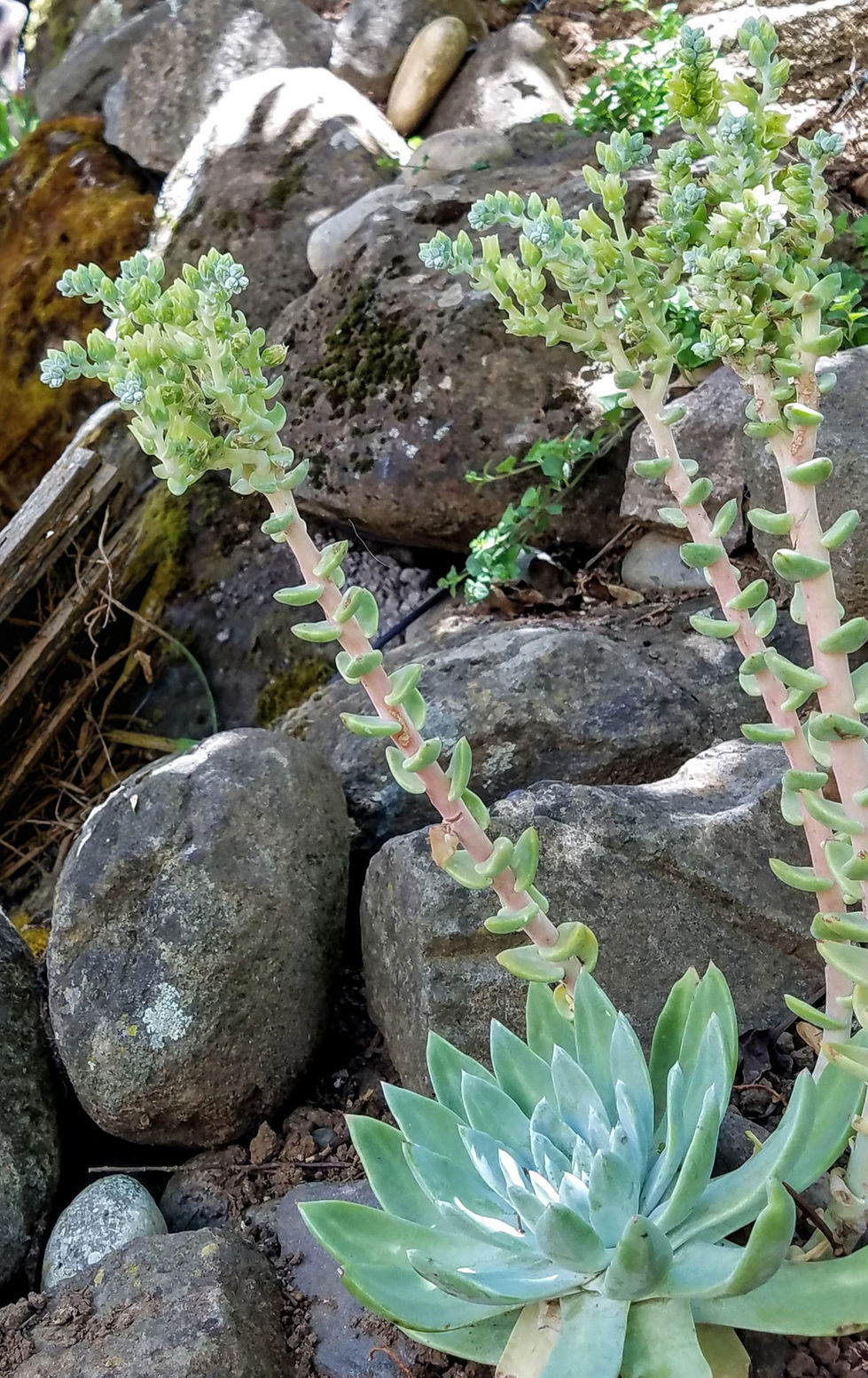 Native Succulents in Rock Wall_edited_edited.jpg