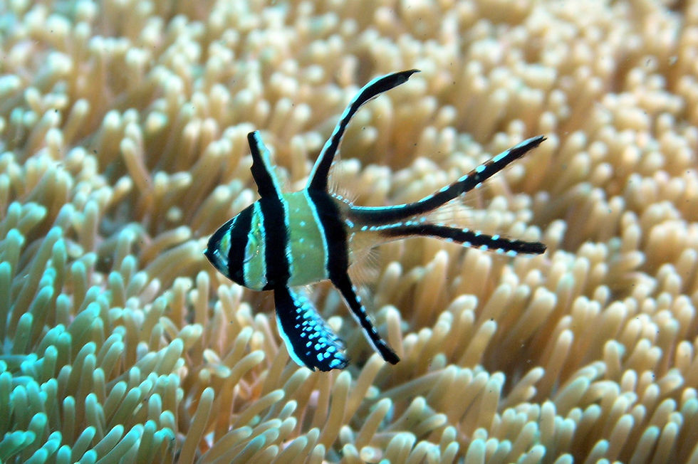 Potential Ban on the Banggai Cardinal Fish
