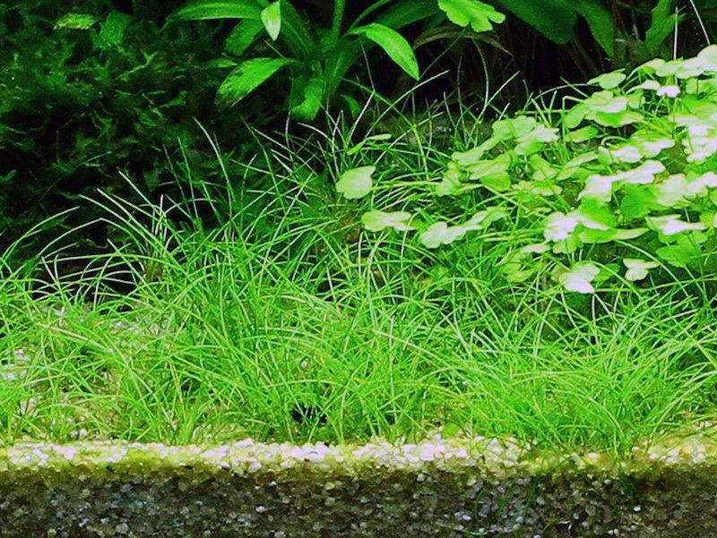 Thumbnail: Eleocharis acicularis