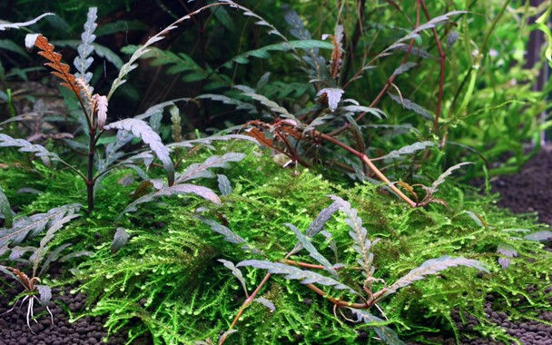 Thumbnail: Hygrophila pinnatifida