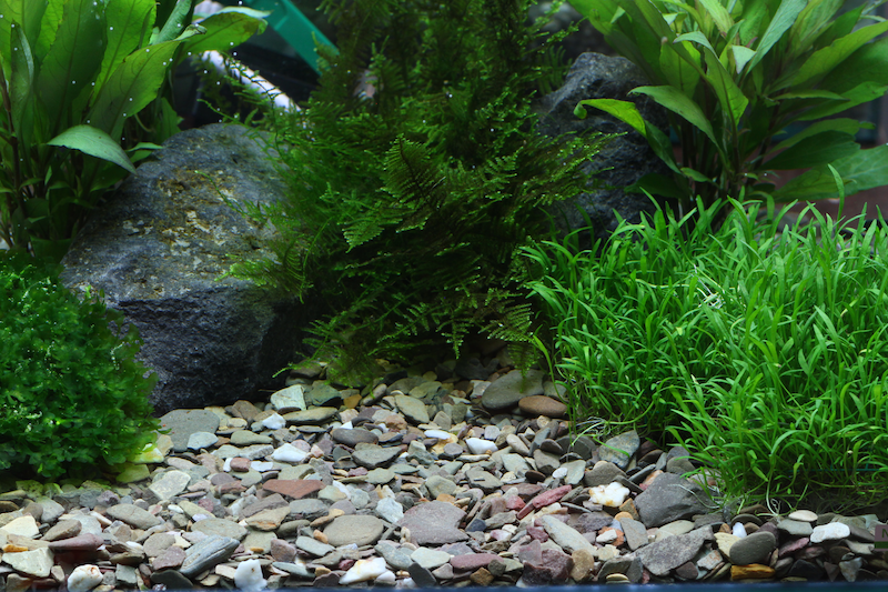 Thumbnail: Dennerle Rio Xingu Gravel