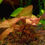 Thumbnail: Nymphaea stellata