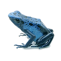 dart frog.png