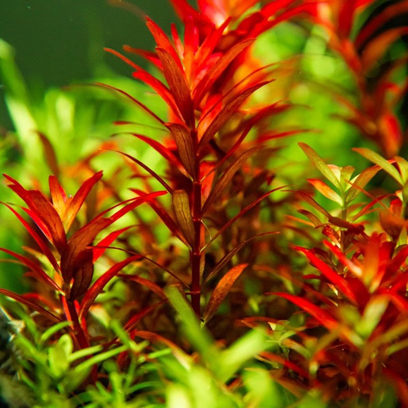Thumbnail: Rotala rotundifolia 'Blood Red'