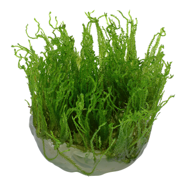 Thumbnail: Taxiphyllum alternans 'Taiwan'