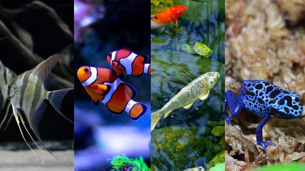 www.atlanticaquariums.com