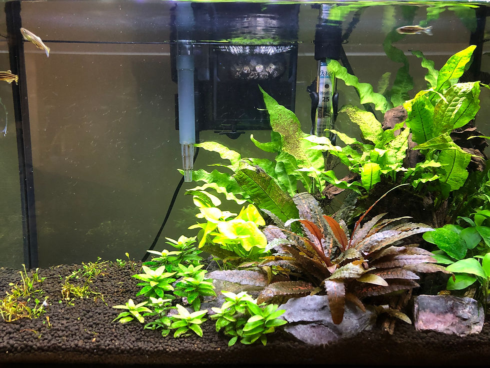 The Beginner Planted Aquarium