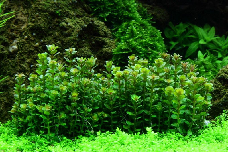 Thumbnail: Rotala indica 'Bonsai'