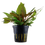 Thumbnail: Cryptocoryne wendtii 'Tropica'