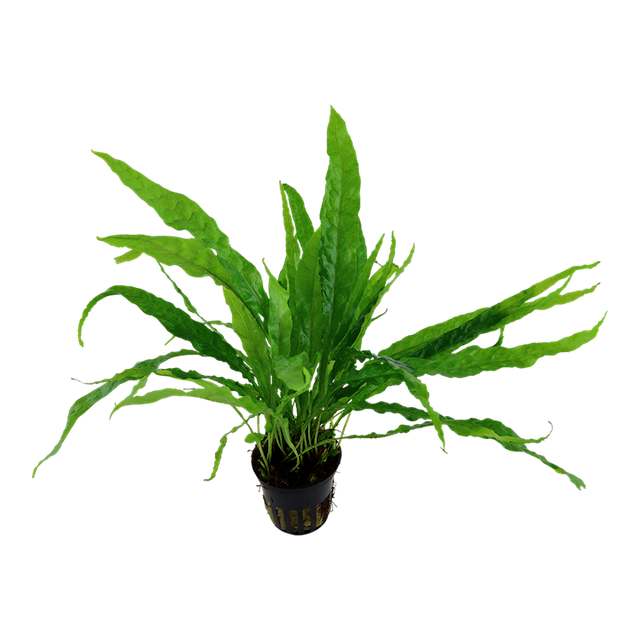Thumbnail: Microsorum pteropus