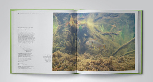 Fishes of the Orinoco in the Wild | Atlantic Aquariums Fishes of the Orinoco in the Wild | Atlantic Aquariums