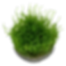 Thumbnail: Vesicularia dubyana 'Christmas'