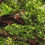 Thumbnail: Riccardia chamedryfolia