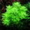Thumbnail: Hottonia palustris