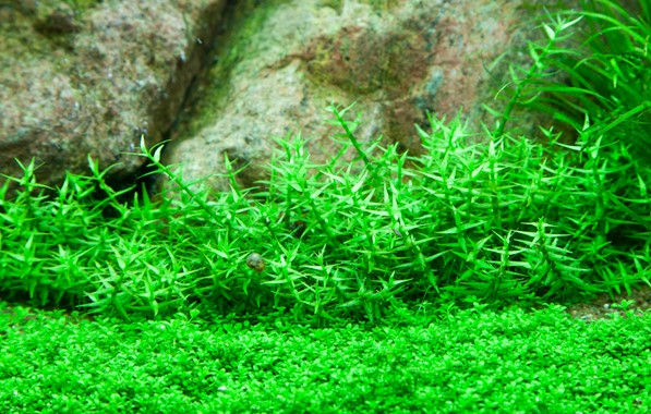 Thumbnail: Gratiola viscidula