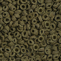 Thumbnail: sera Turtle Adult Nature