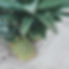 pineapple-supply-co-qGPki1KtB0M-unsplash.jpg