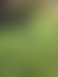 Dogs in Yard - Detroit Interior Design