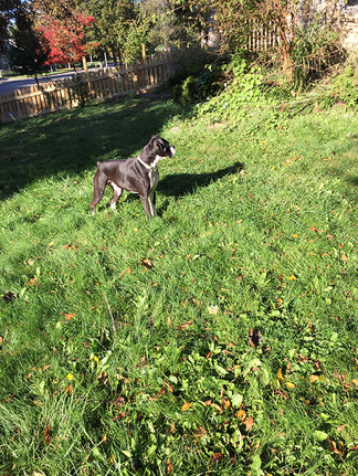 Dogs in Yard - Detroit Interior Design