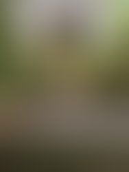 Landscaping Before - Detroit Interior Design