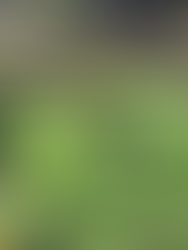 Dogs in Yard - Detroit Interior Design