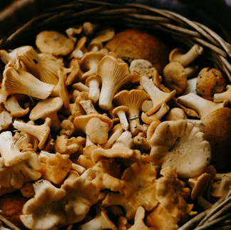 Basket of freshly harvested chanterelle mushrooms
