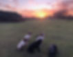 sundown dogs_edited.jpg