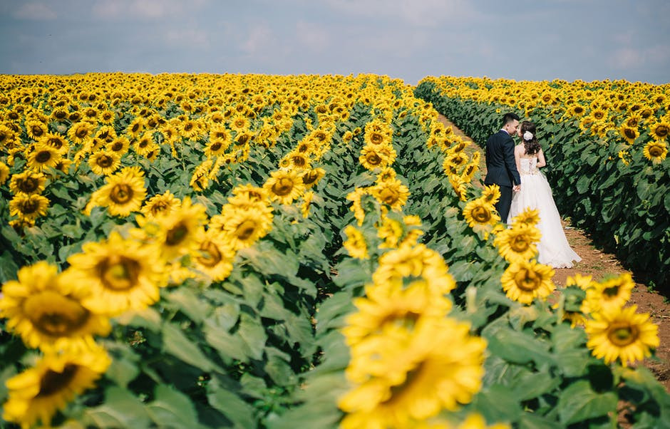 sunflowers in wedding. portugal wedding planning