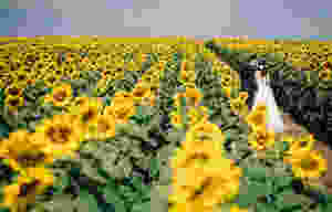 sunflowers in wedding. portugal wedding planning