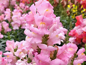 Antirrhinum Topf.jpg
