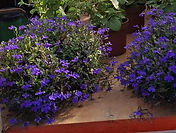 Lobelia erinus.jpg