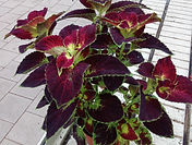 Coleus.jpg