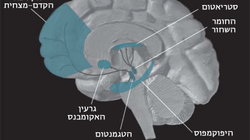 מהי הפרעת קשב וריכוז - ADHD ?