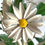 Thumbnail: SOLD: Vintage Italian Tole Daisy Chandelier - 5 Arms