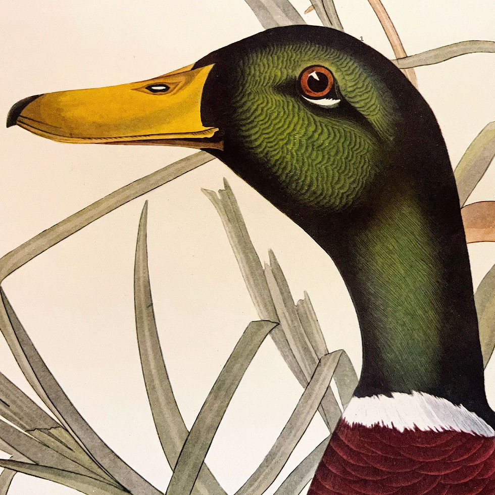 Thumbnail: SOLD: Mallard Ducks by James John Audubon, XL "Elephant" Folio Print Framed