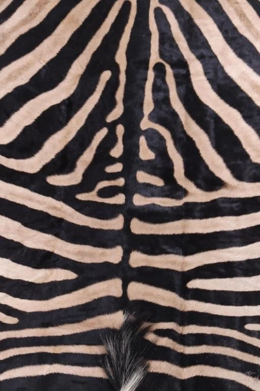 Thumbnail: SOLD: Vintage Burchell Zebra Skin Rug - 10' 2" x 5' 5"