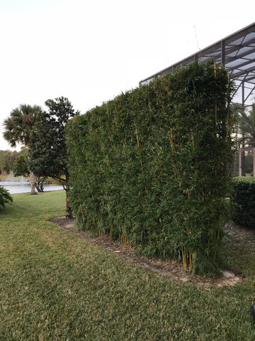 Bamboo 2.jpeg