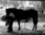 Equine Bodywork