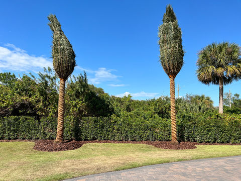 Sylvester Palm Installation New Smyrna Beach.jpeg