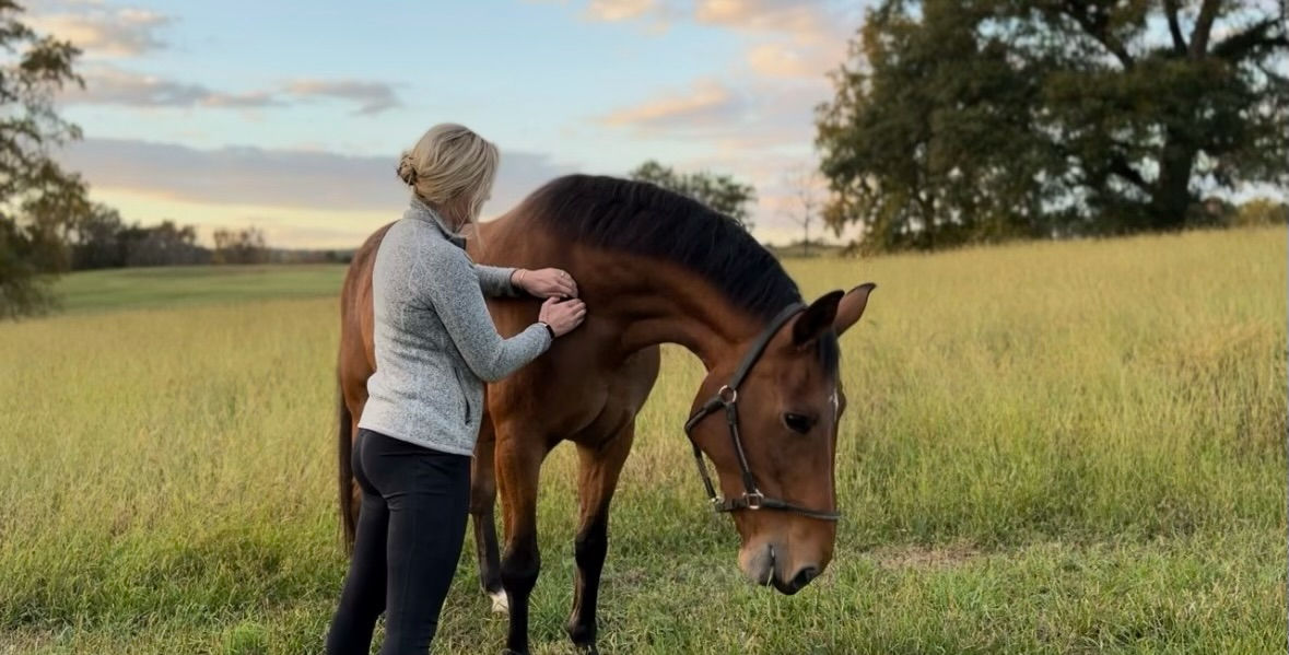 Bodywork therapies for horses.jpeg
