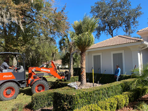 Sylvester Palm Installation 2022.jpeg