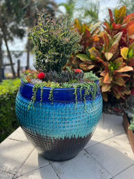 Mireya Moreno Succulent Planter Arrangement 1 .jpeg