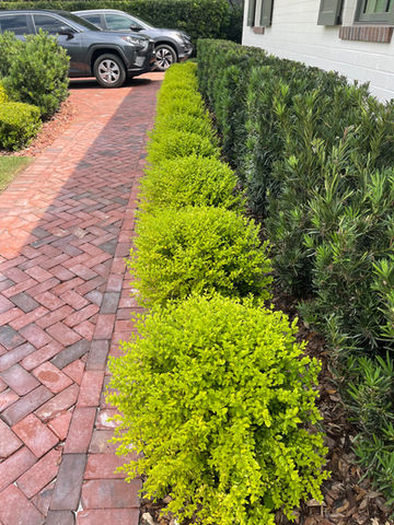 Shrubs Ornamental Ligustrum Sunshine Podocarpus .jpeg