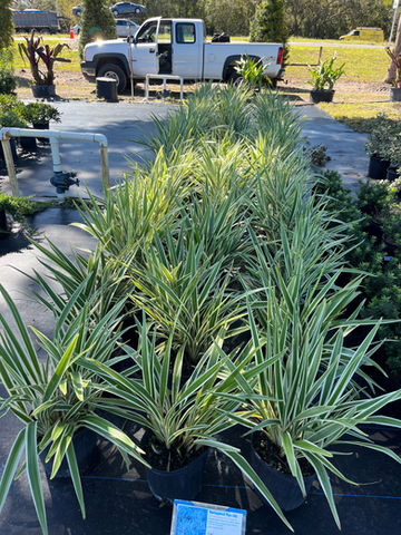 Ground Cover Flax Lily .jpeg
