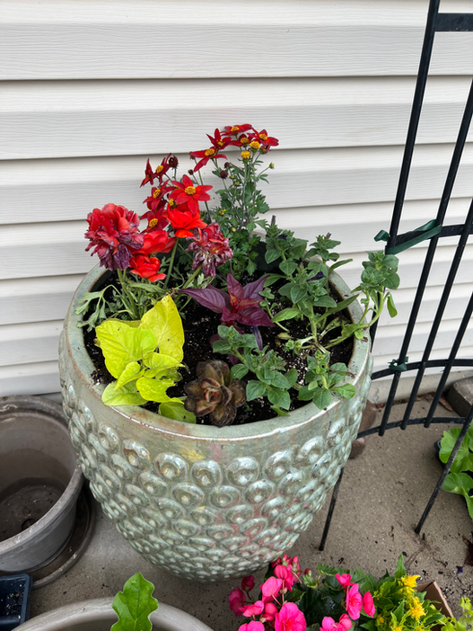 Summer flower pot