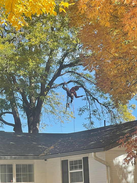 Tree_Trimming_color.jpg