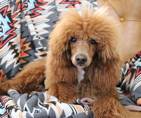 Copperhead's It's All In The Hips